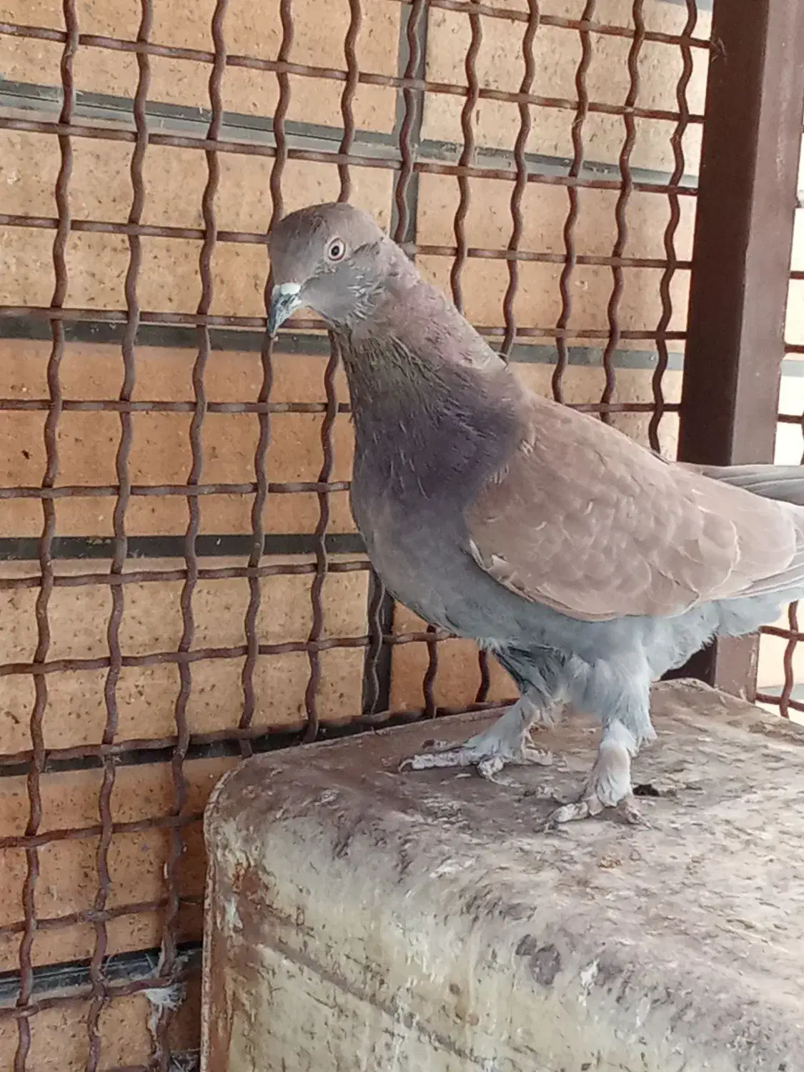 کفتر|پرنده|اردکان, |دیوار