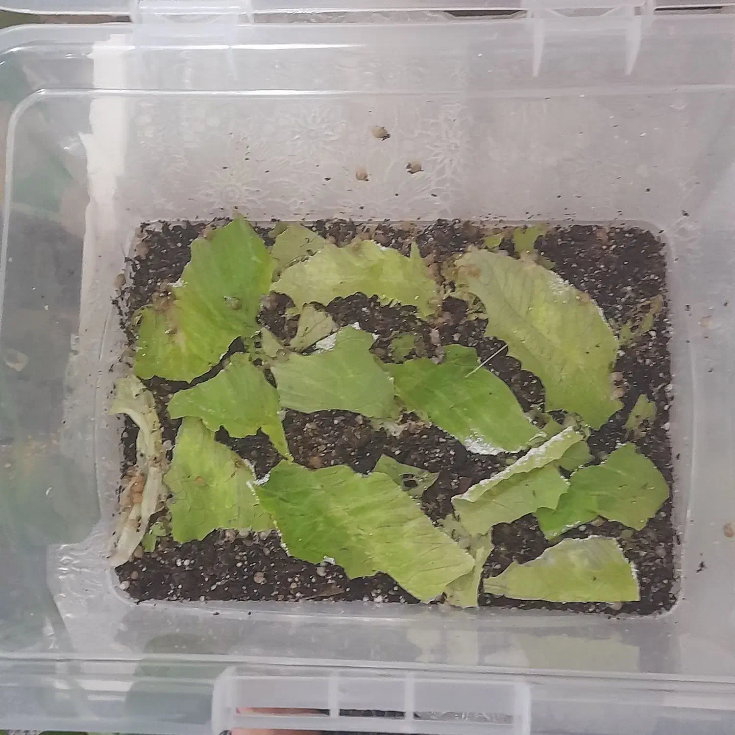 حلزون|خزنده|اندیمشک, |دیوار