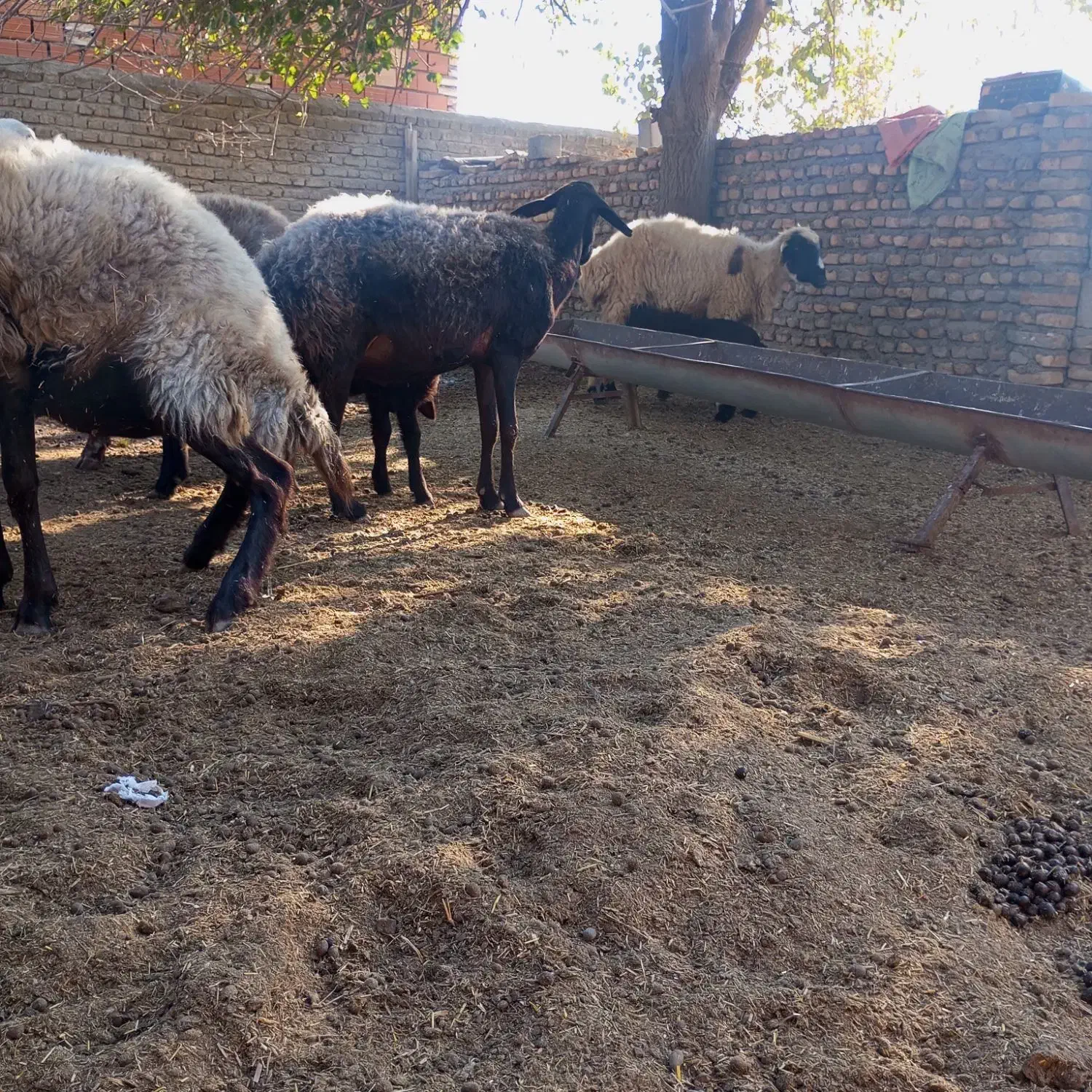 گوسفند|حیوانات مزرعه|انبارآلوم, |دیوار