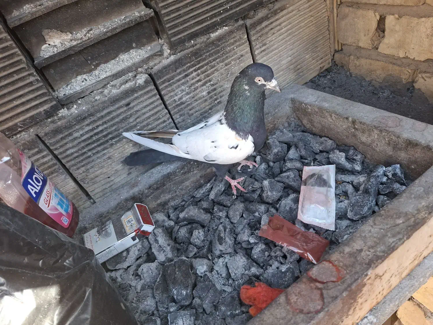 سیندم سیا|پرنده|آران و بیدگل, |دیوار