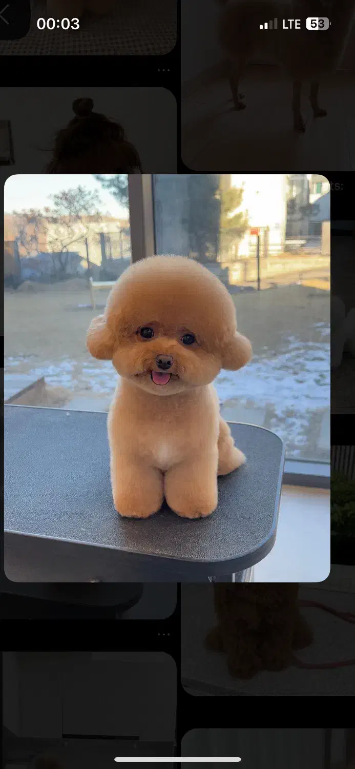 تاینی پودل|سگ|کرج, فاز ۴ مهرشهر|دیوار