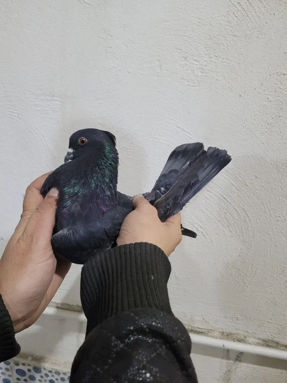 کبوتر پرشی|پرنده|گرگان, |دیوار