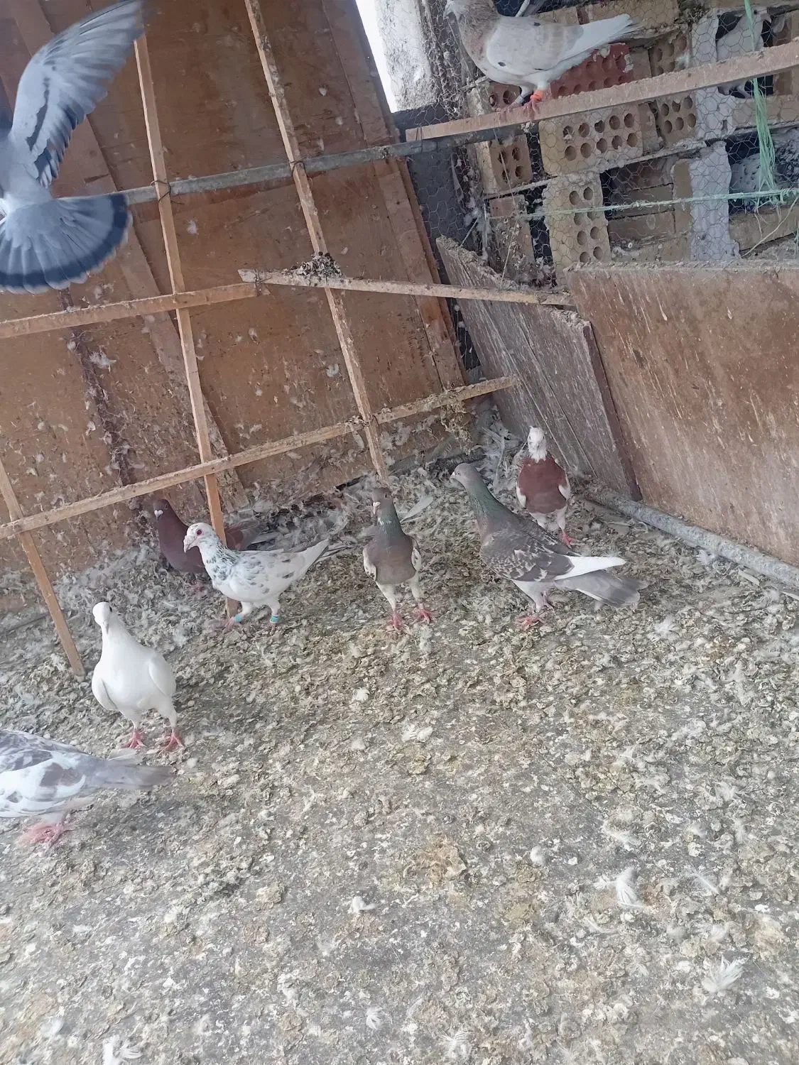 کفتر رنگی والمانی|پرنده|سمنان, |دیوار