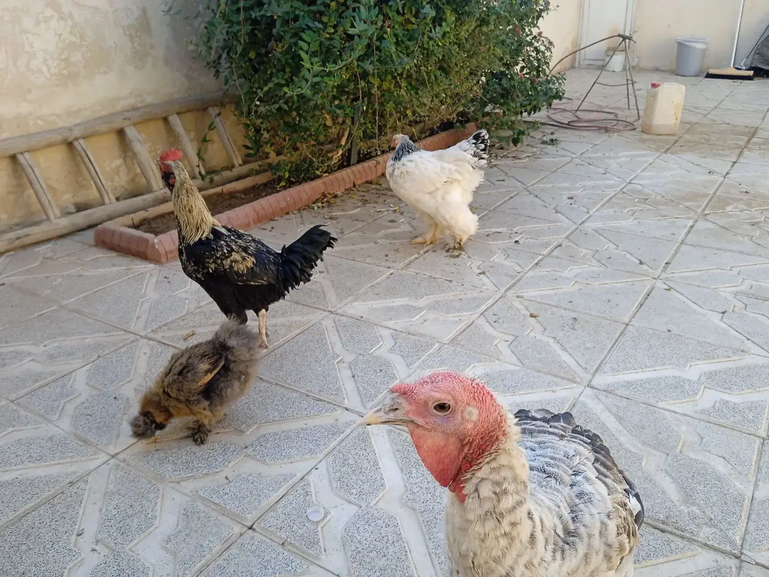 مرغ خروس بوقلمون|حیوانات مزرعه|مشهد, پروین اعتصامی|دیوار