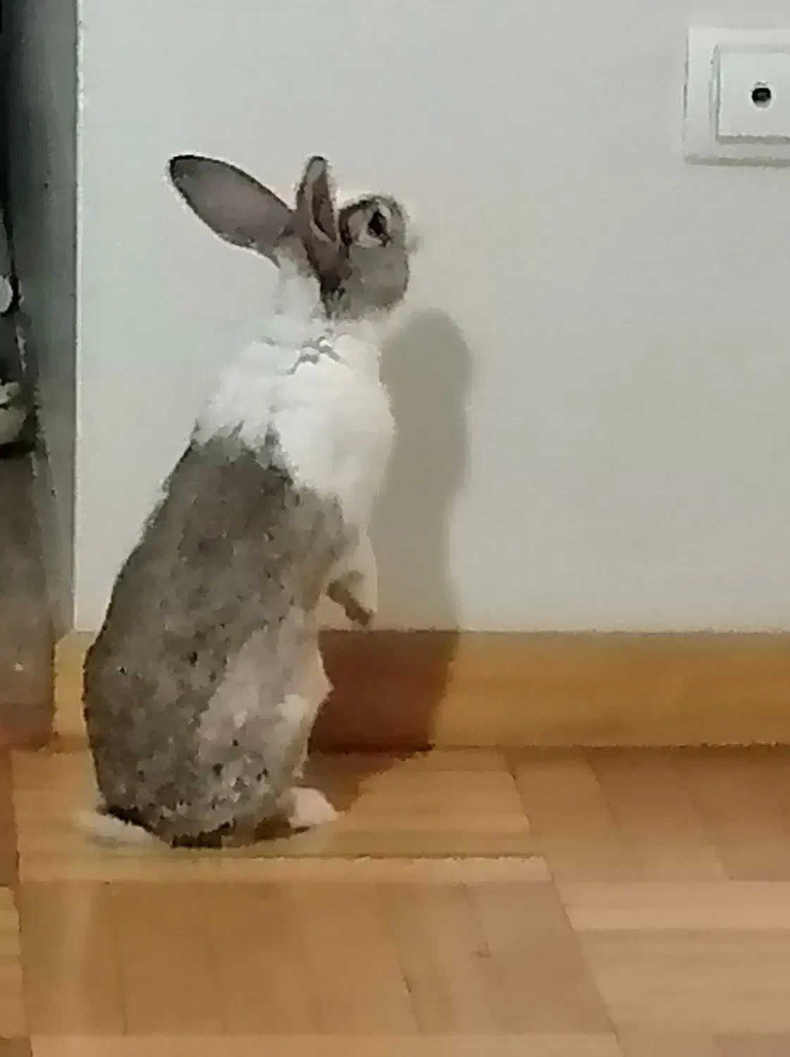 خرگوش|موش و خرگوش|تهران, دریا|دیوار