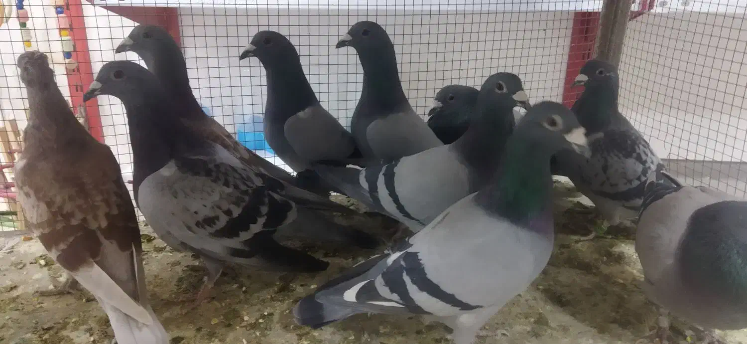 کبوتر|حیوانات|اصفهان, بهارستان|دیوار