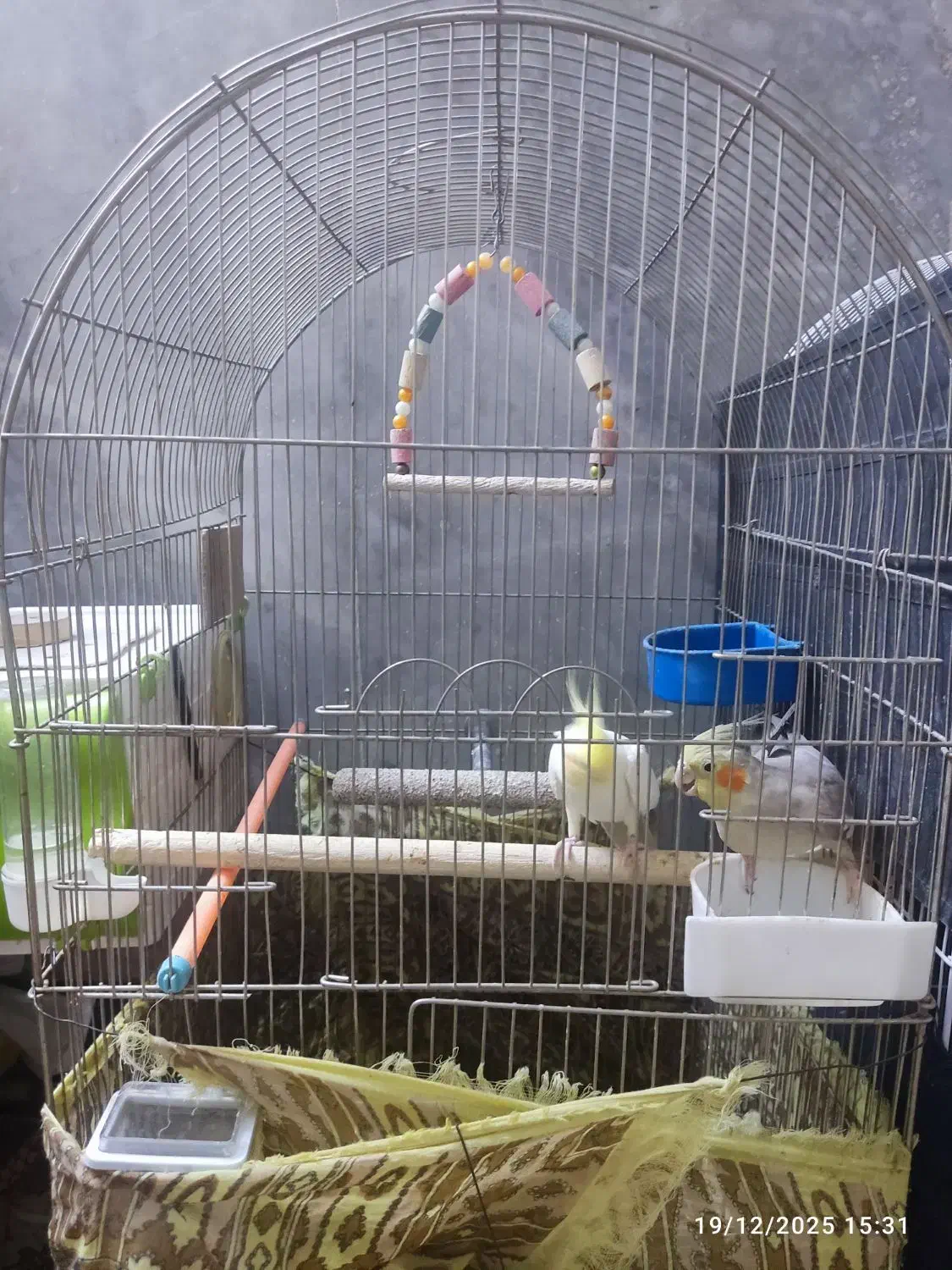 یک جفت عروس هلندی با جوجه|پرنده|قم, لسانی|دیوار