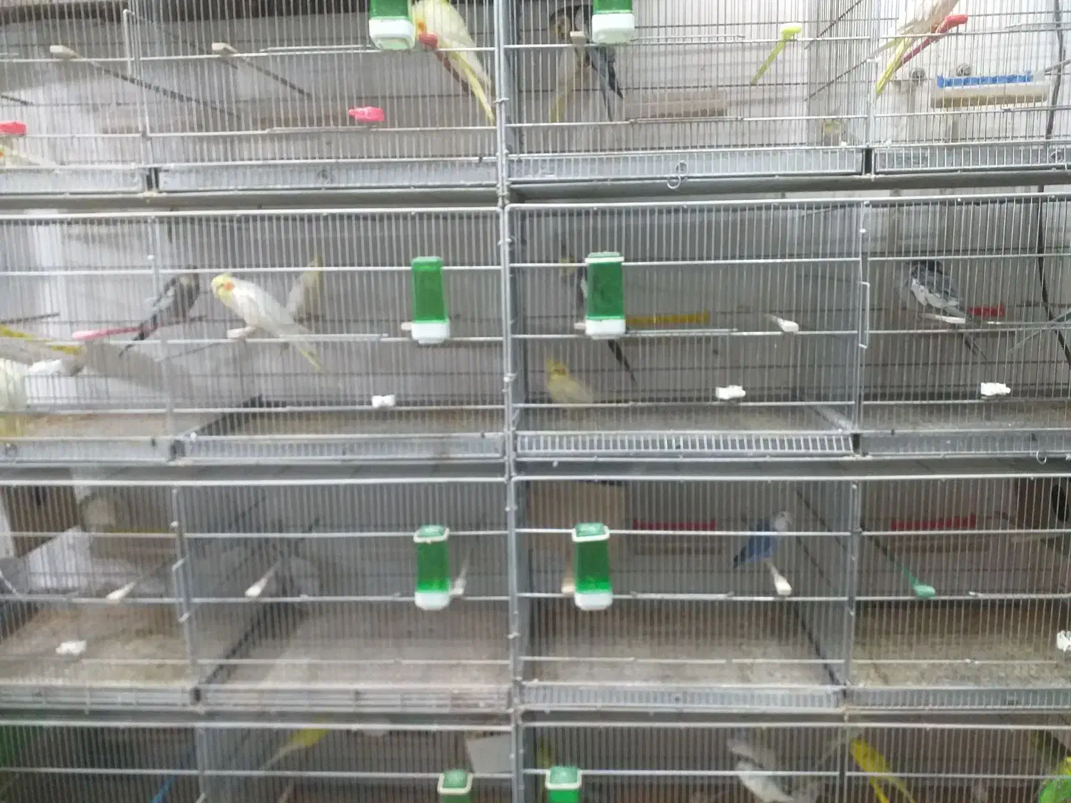 عروس هلندی  برزیلی مرغ عشق|پرنده|بهار, |دیوار