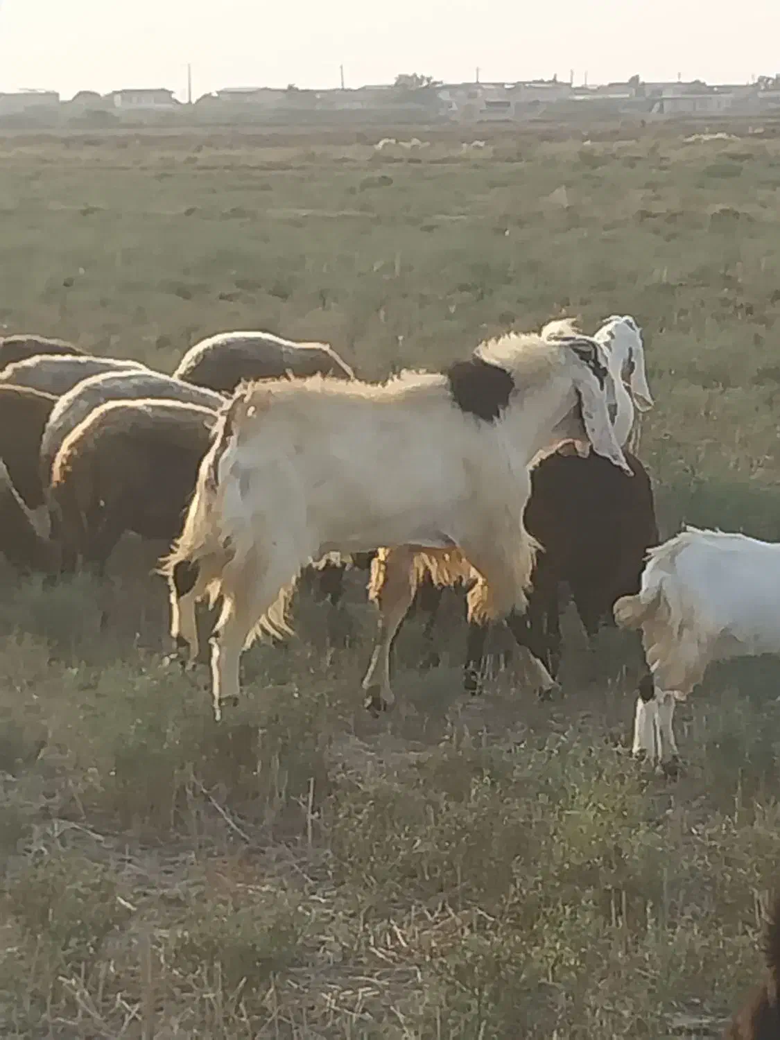 گوسفند بز|حیوانات مزرعه|انبارآلوم, |دیوار