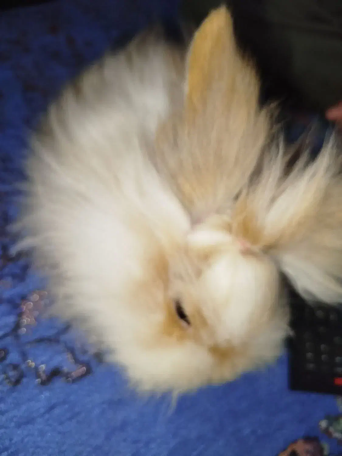 خرگوش لپی|موش و خرگوش|مشهد, انقلاب|دیوار