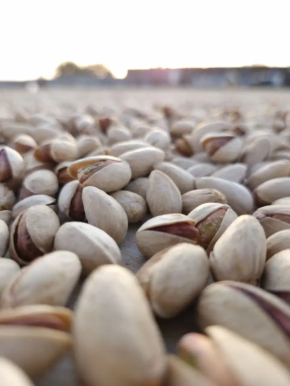 پسته درجه یک فیض آباد خراسان کیفیت بالا|خوردنی و آشامیدنی|شهرکرد, |دیوار