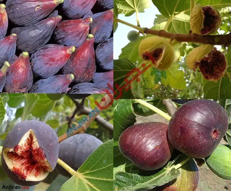 تولید کننده نهال درخت نهالستان پسته انار انجیرگردو|خدمات باغبانی و درختکاری|قم, آزادگان|دیوار