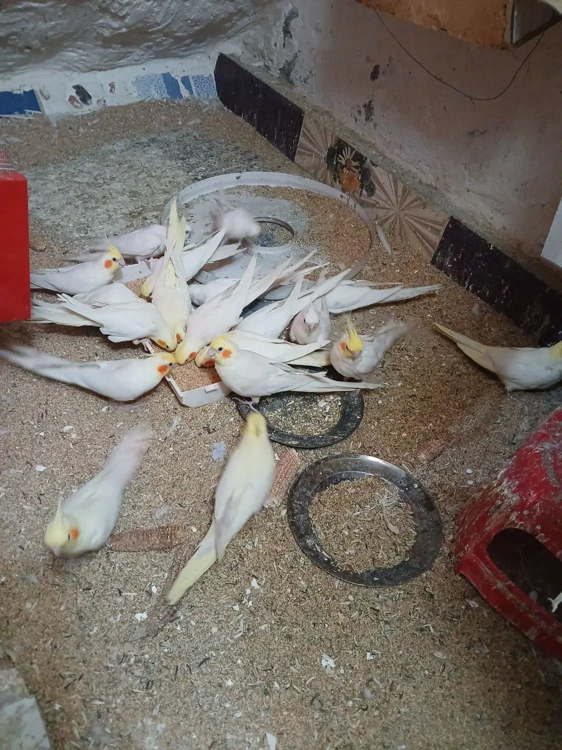 عروس هلندی البینو|پرنده|گرگان, |دیوار