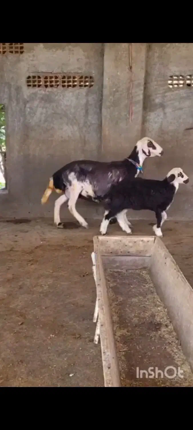 گوسفندبروجردی با بره ماده|حیوانات مزرعه|آق قلا, |دیوار