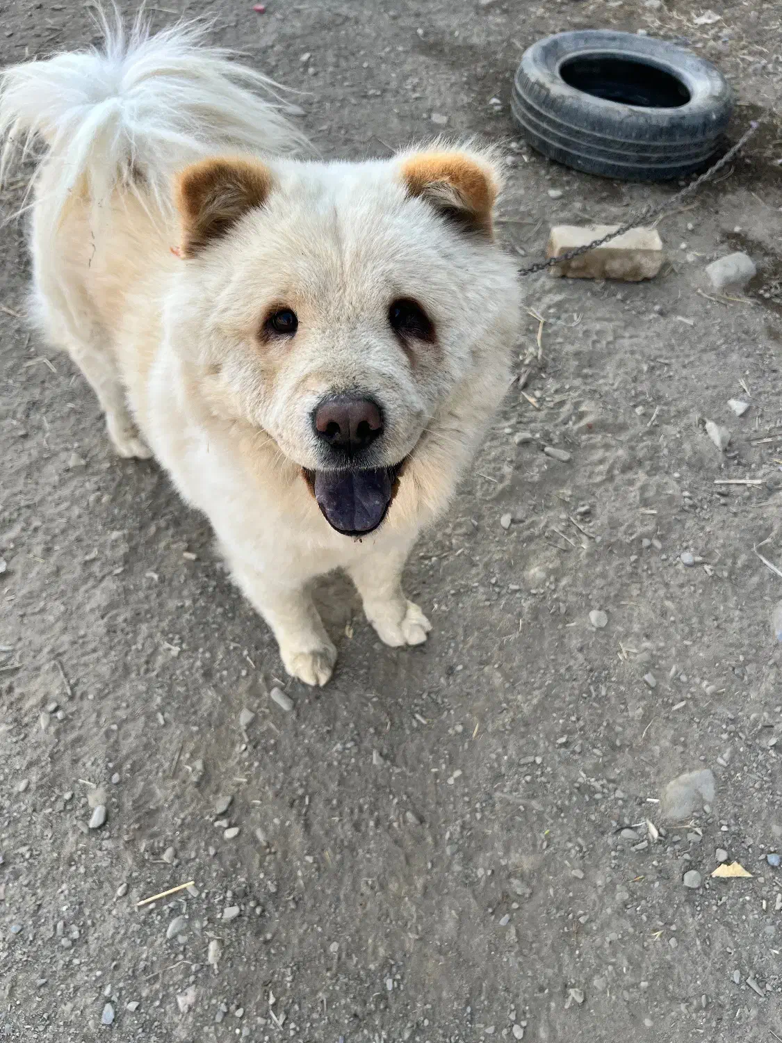 سگ چاو چاو 3ساله نر ۱۰میلیون قیمت|سگ|مشهد, میان ولایت|دیوار