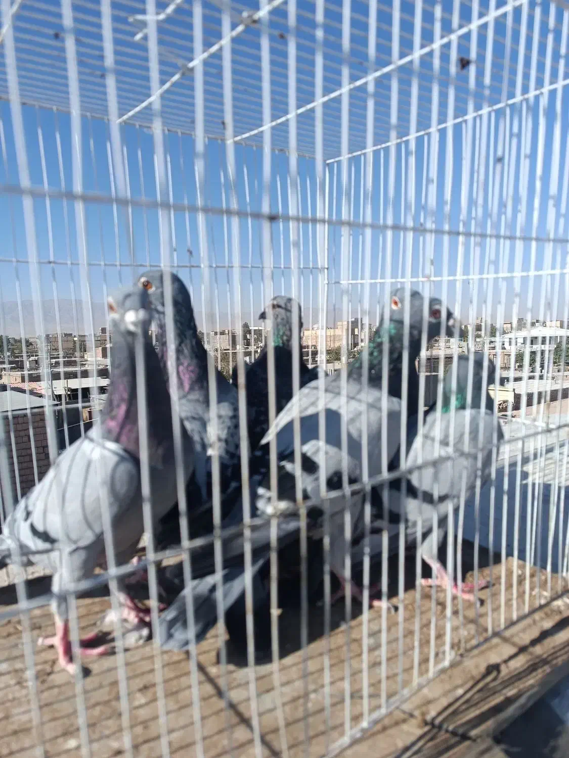 کفتر جفت گاه|پرنده|نصر آباد, |دیوار