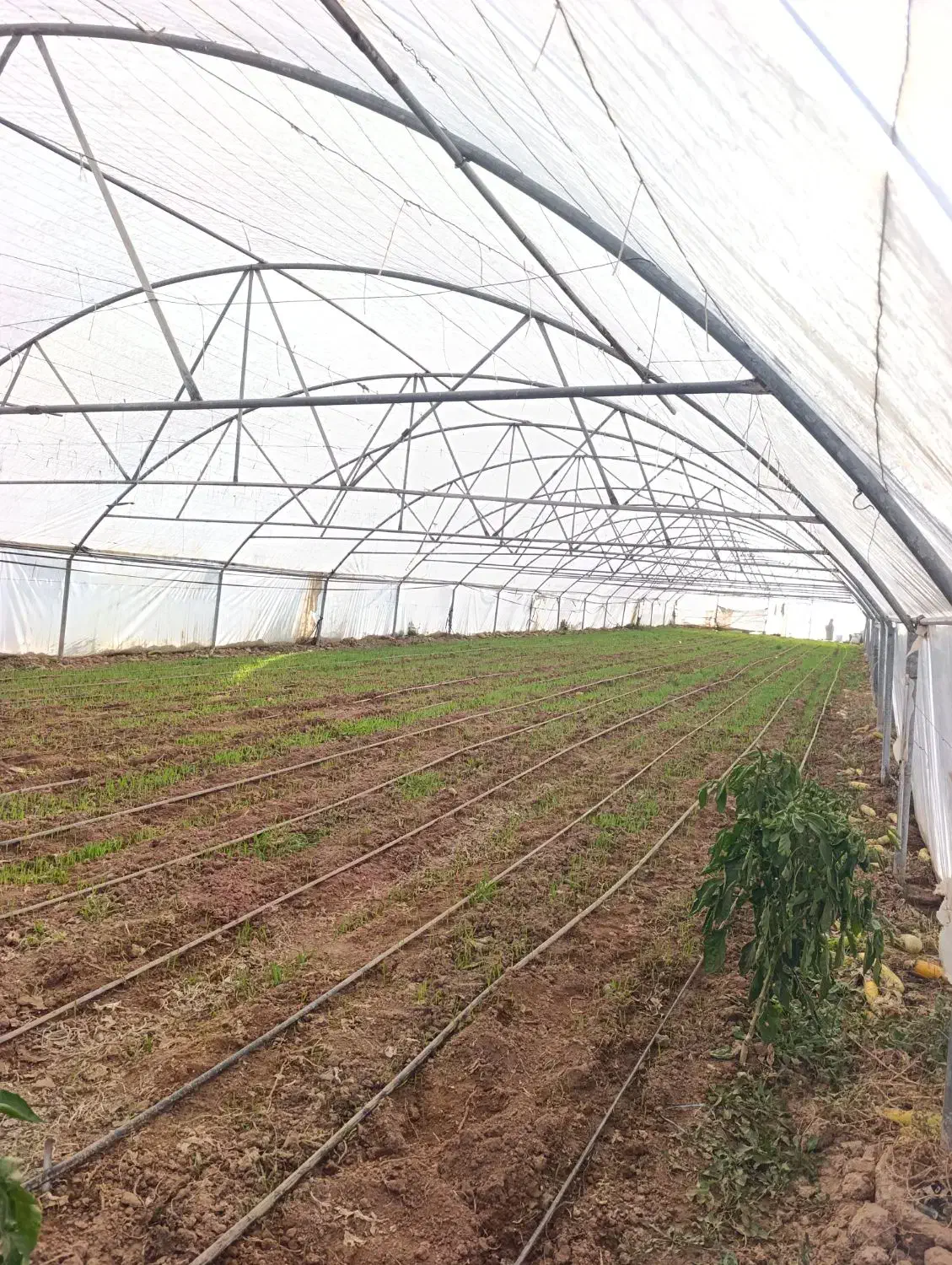 فروش گلخانه 500 متری گالوانیزه|مصالح و تجهیزات ساختمان|نصر آباد, |دیوار