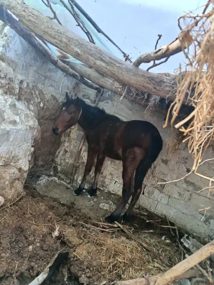 نریان و مادیان یورقه|اسب و تجهیزات اسب‌سواری|میانه, |دیوار