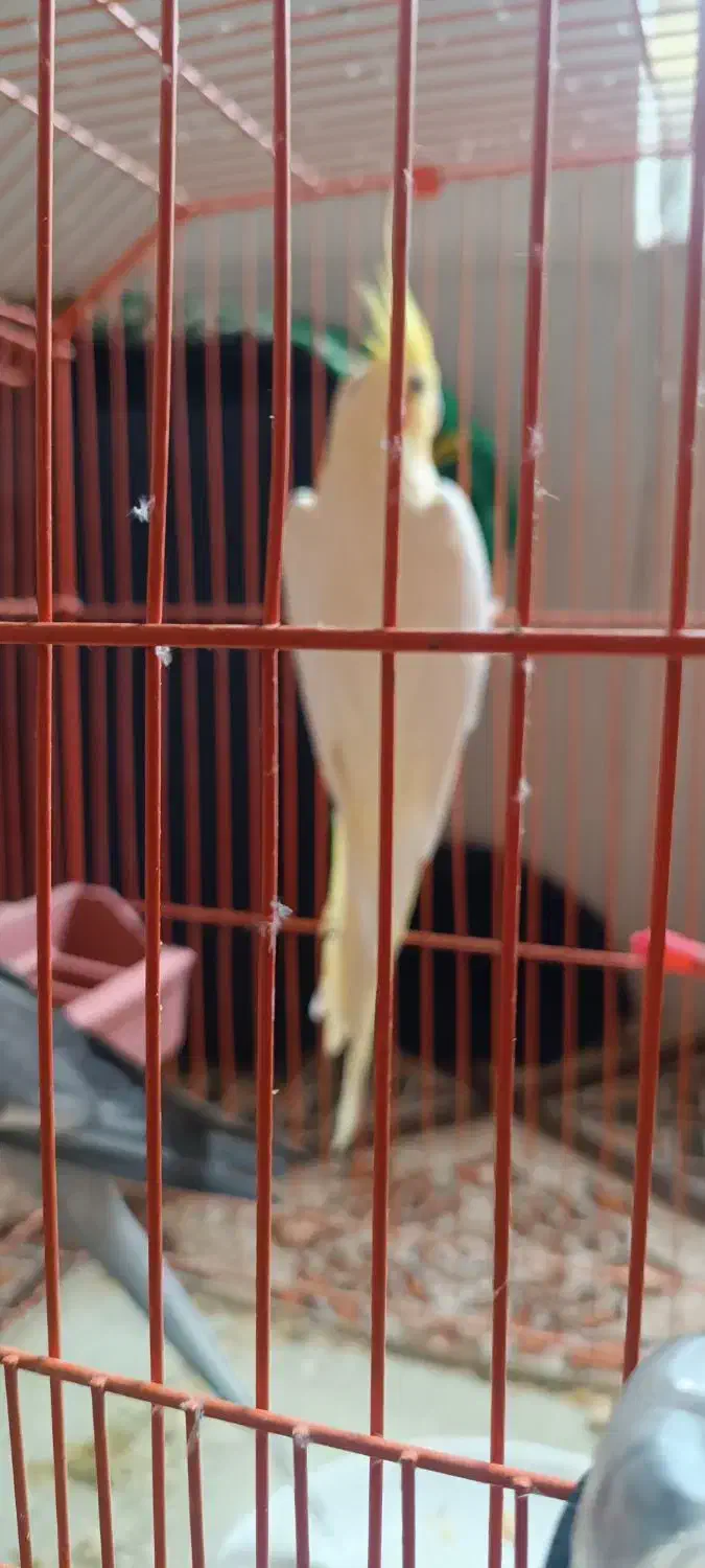 یک جفت عروس هلندی|پرنده|مهریز, |دیوار