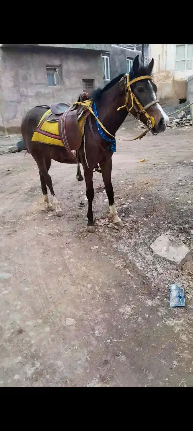 اسب یورقه|اسب و تجهیزات اسب‌سواری|سنندج, |دیوار