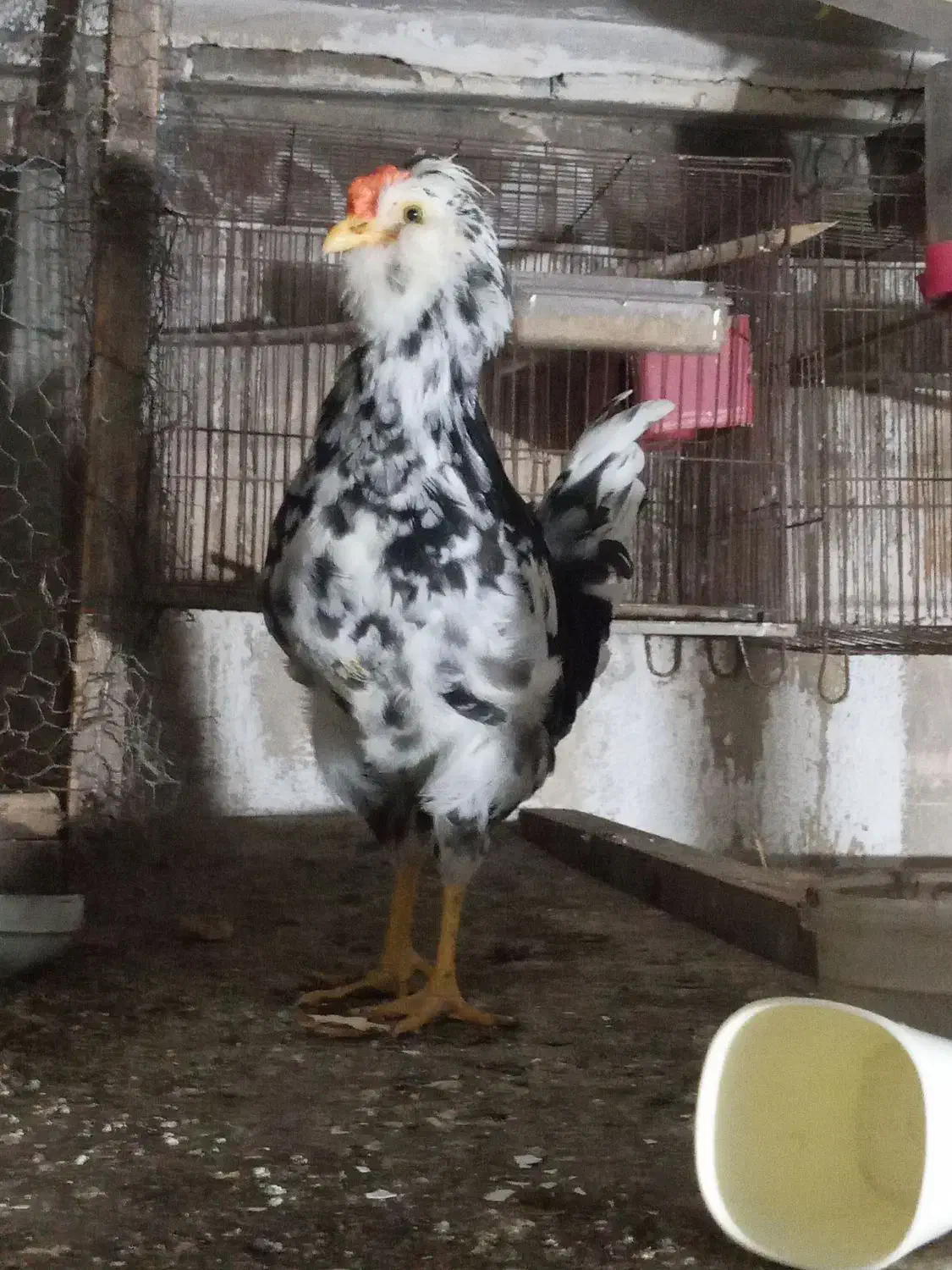 مرغ گلین با جوجه وخروس|حیوانات مزرعه|قائمشهر, |دیوار