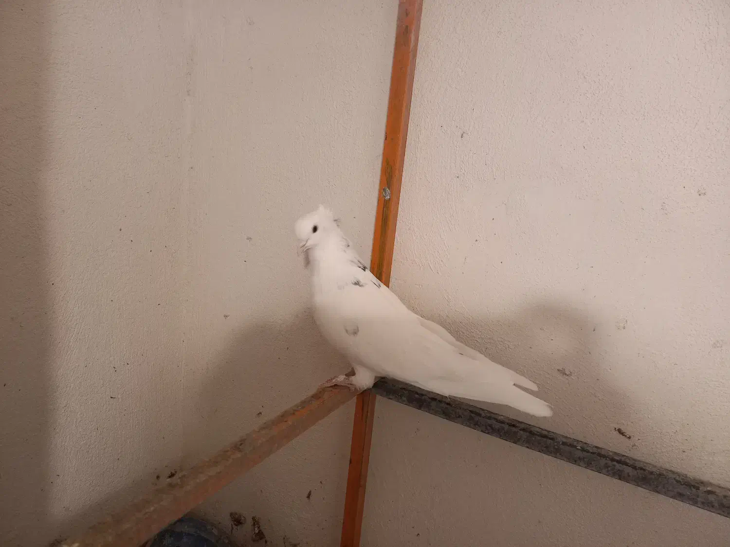 دوتا نر باهم ۳۵۰ کوثر در خدمتم|پرنده|شاهرود, |دیوار