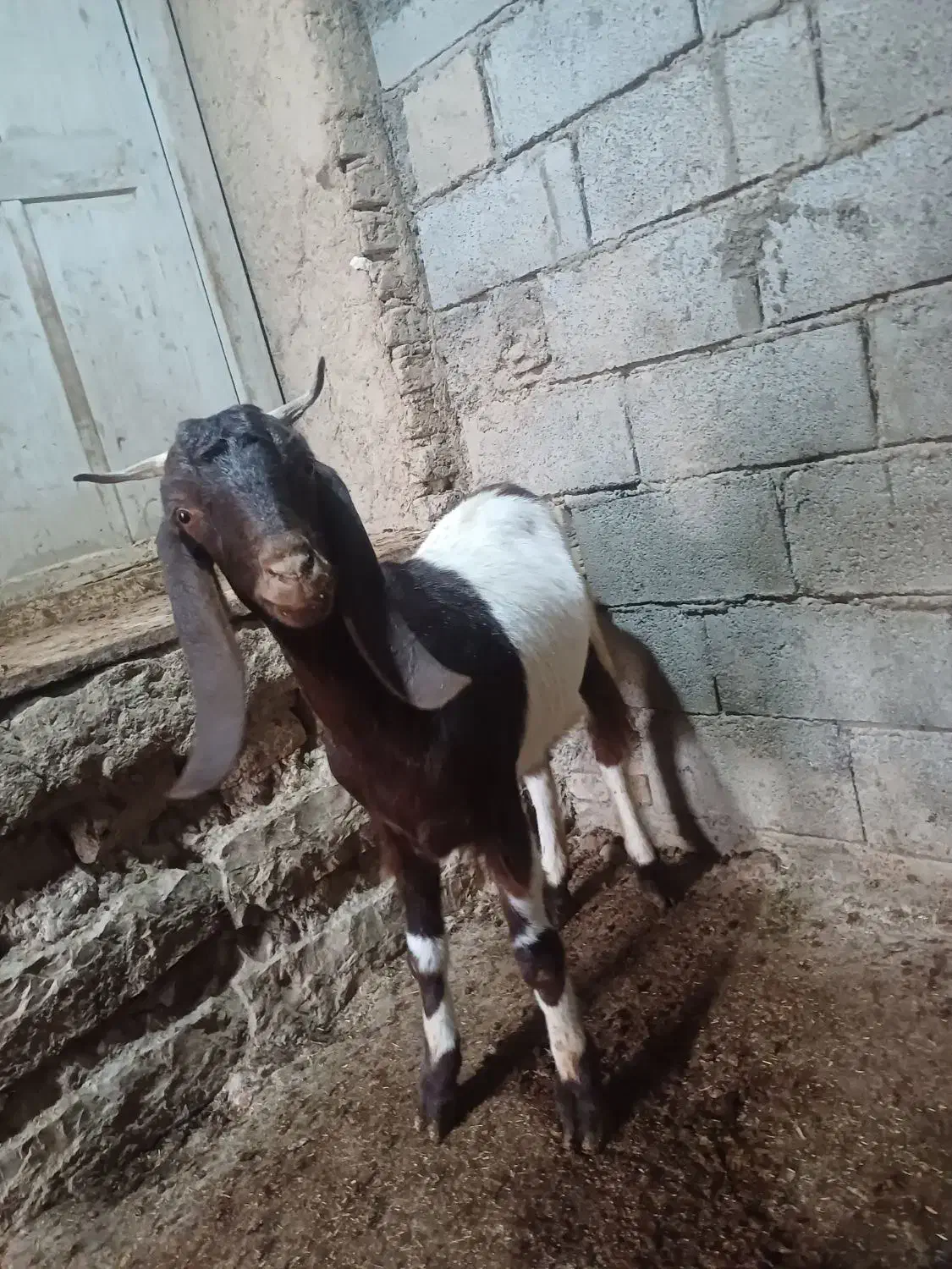 بز پاکستانی|حیوانات مزرعه|گنبد کاووس, |دیوار