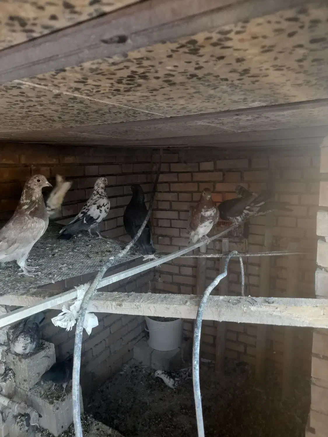 کبوتر|پرنده|فیروزکوه, |دیوار