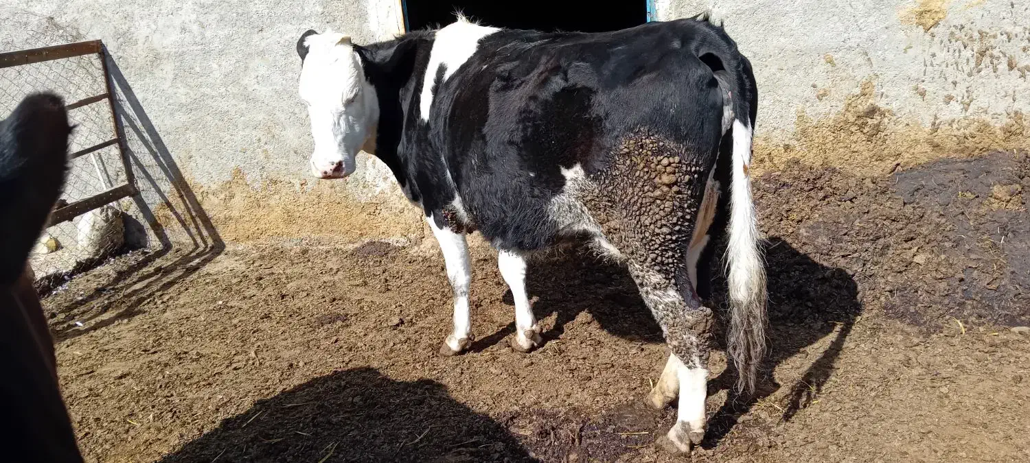 دو راس گاو|حیوانات مزرعه|فاروج, |دیوار