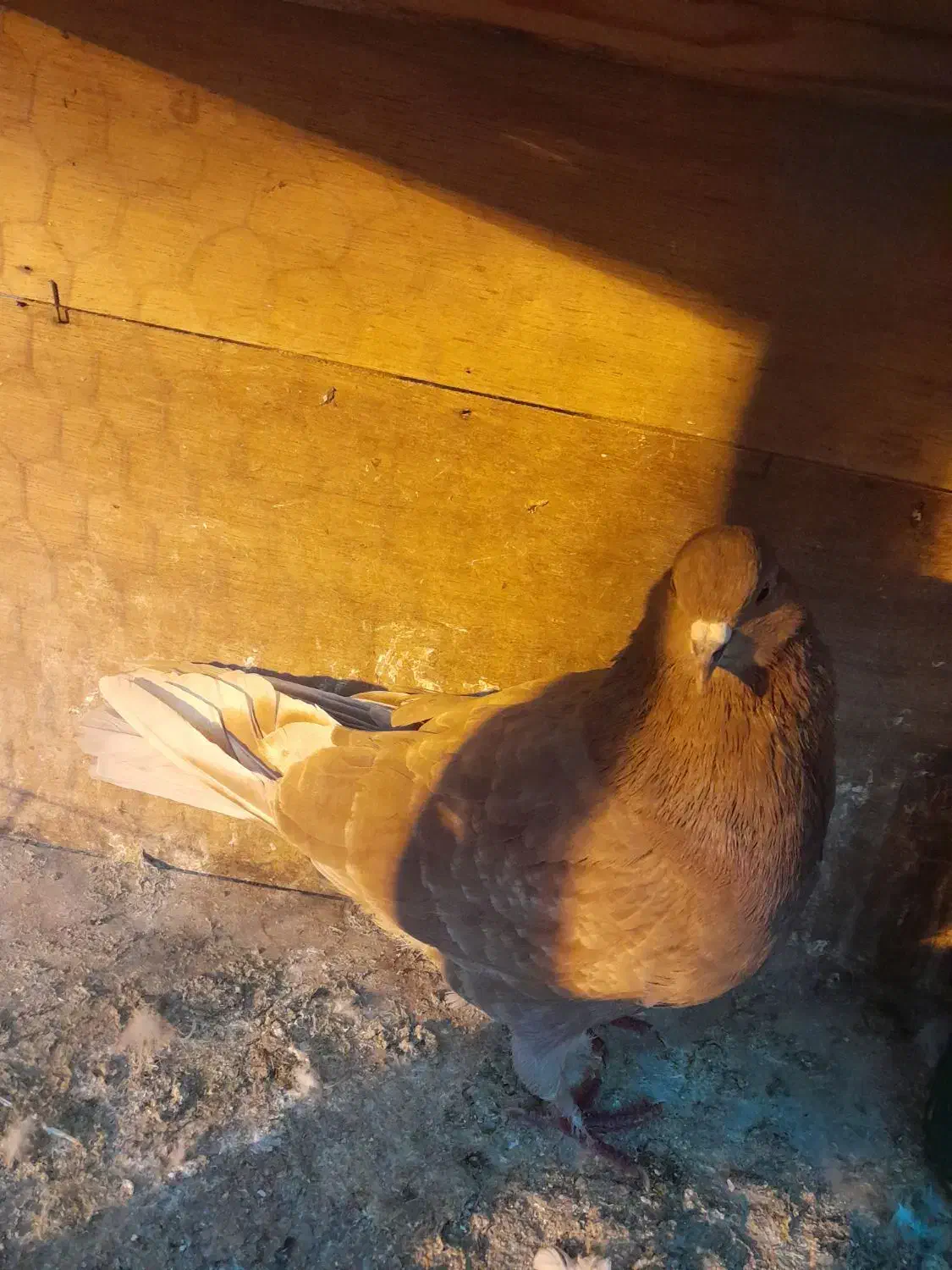 کفتر کبوتر ماده|پرنده|تهران, زرکش|دیوار