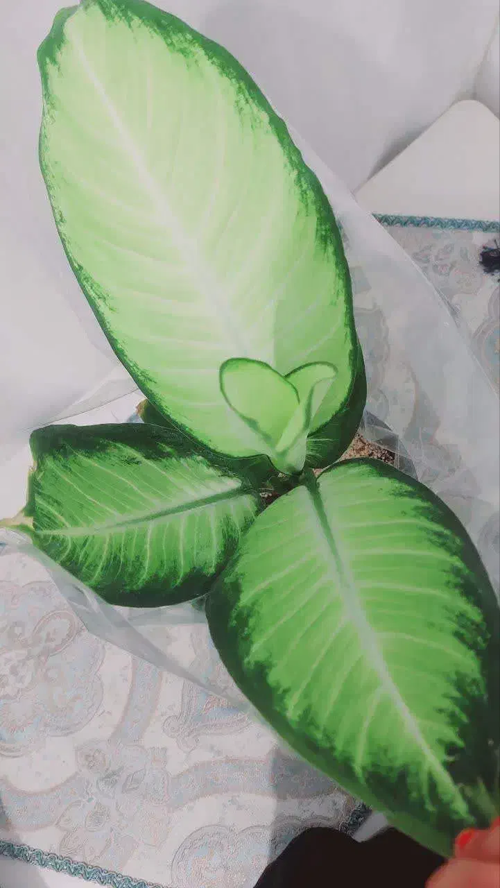 گل گیاه|گل و گیاه طبیعی|رباط‌کریم, شهرک والفجر|دیوار