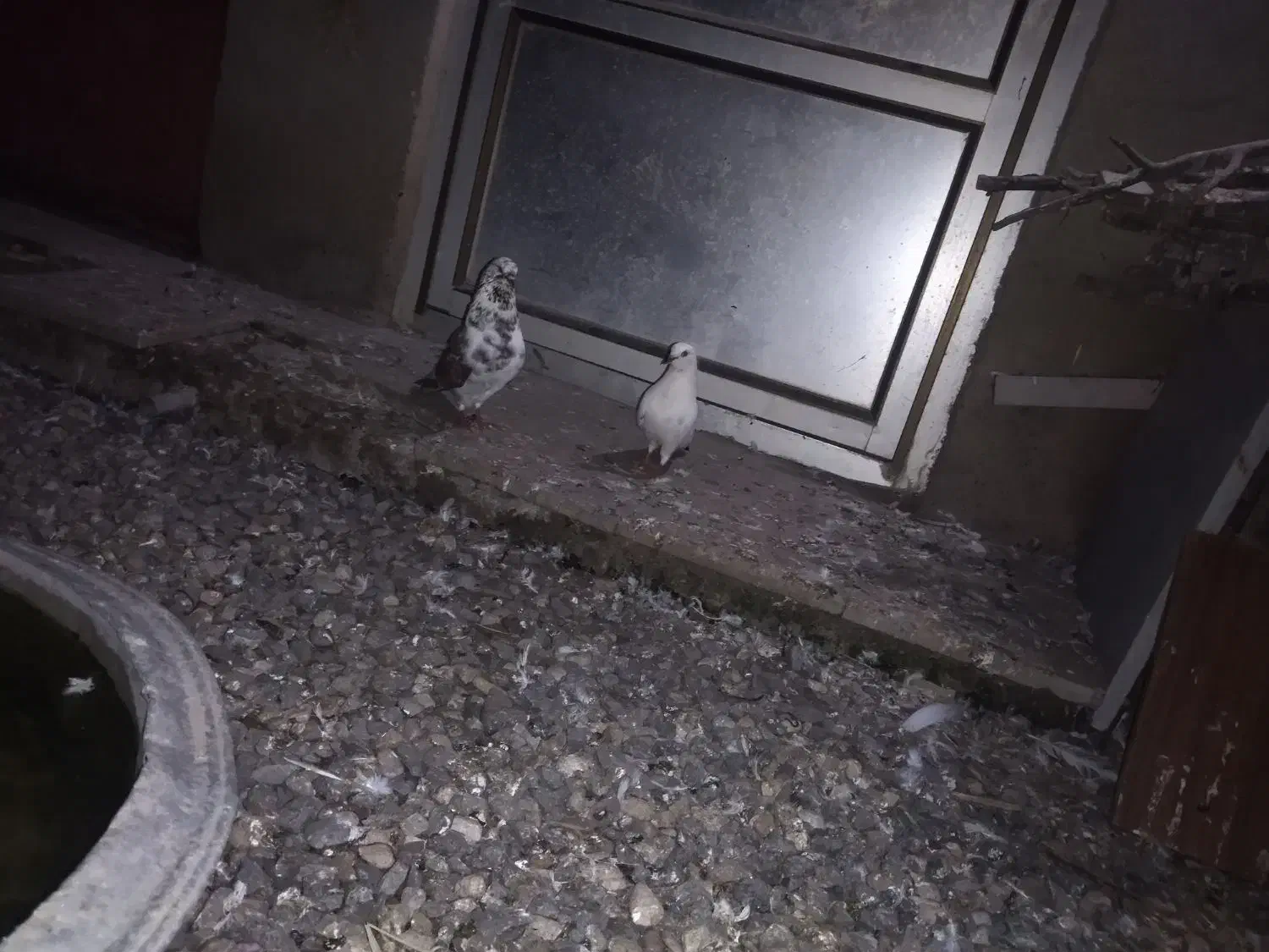 فروش کبوتر نر ماده و جفت|پرنده|بابل, |دیوار