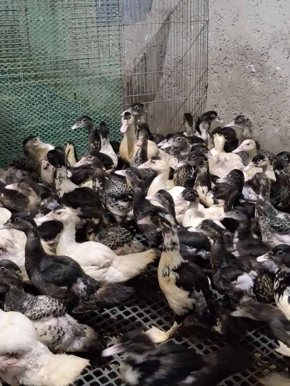 اردک مسکوئی اسرائیلی|حیوانات مزرعه|سرخرود, |دیوار