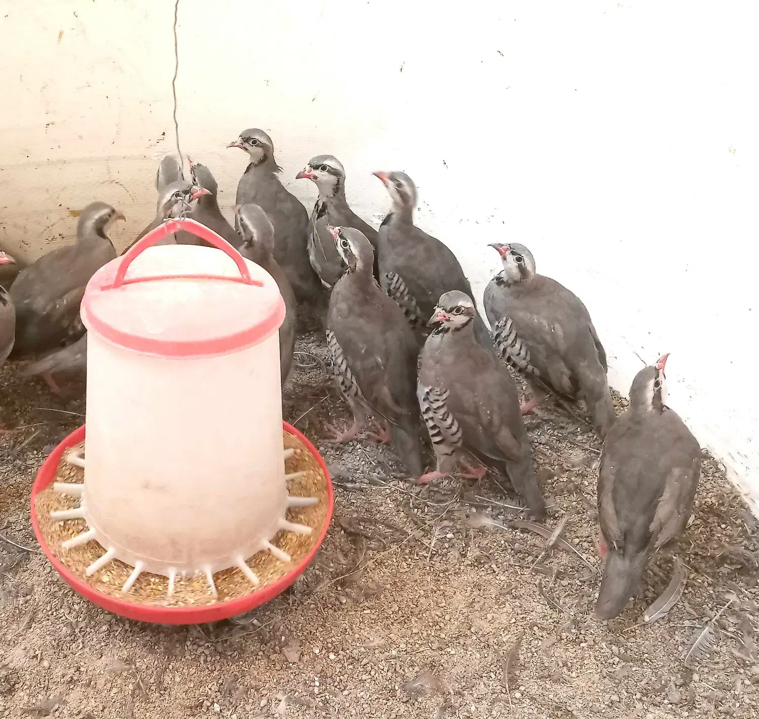 پرنده زینتی 3 ماهه|پرنده|رشت, صفاری|دیوار