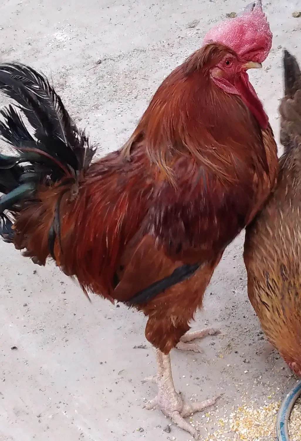 خروس محلی|حیوانات مزرعه|کرمانشاه, |دیوار