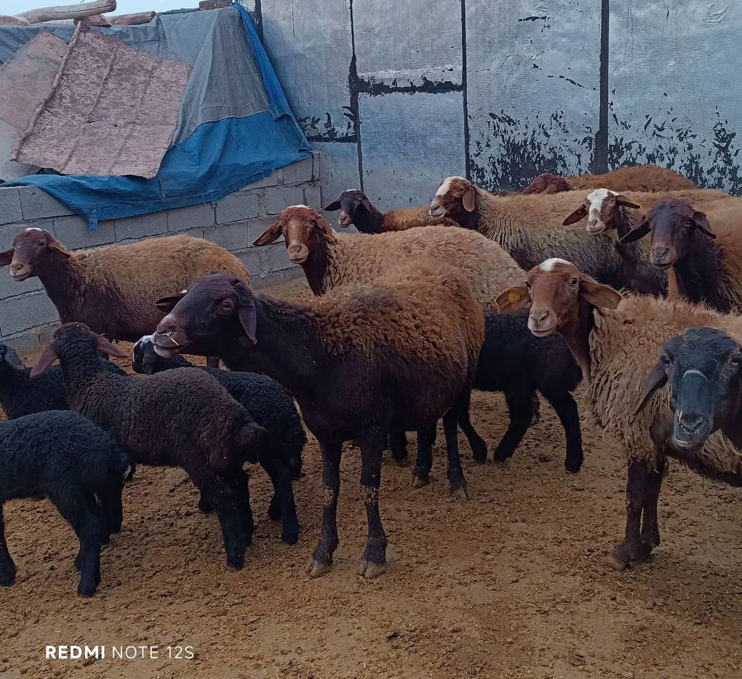 گوسفندبا بره|حیوانات مزرعه|کوهدشت, |دیوار