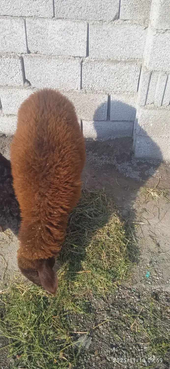 بره قزل افشار ماده|حیوانات مزرعه|تبریز, |دیوار