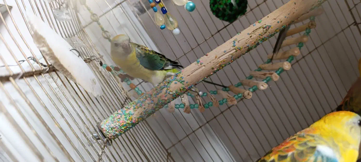 یک جفت طوطی آوازه خوان|پرنده|هشتگرد, هشتگرد قدیم|دیوار