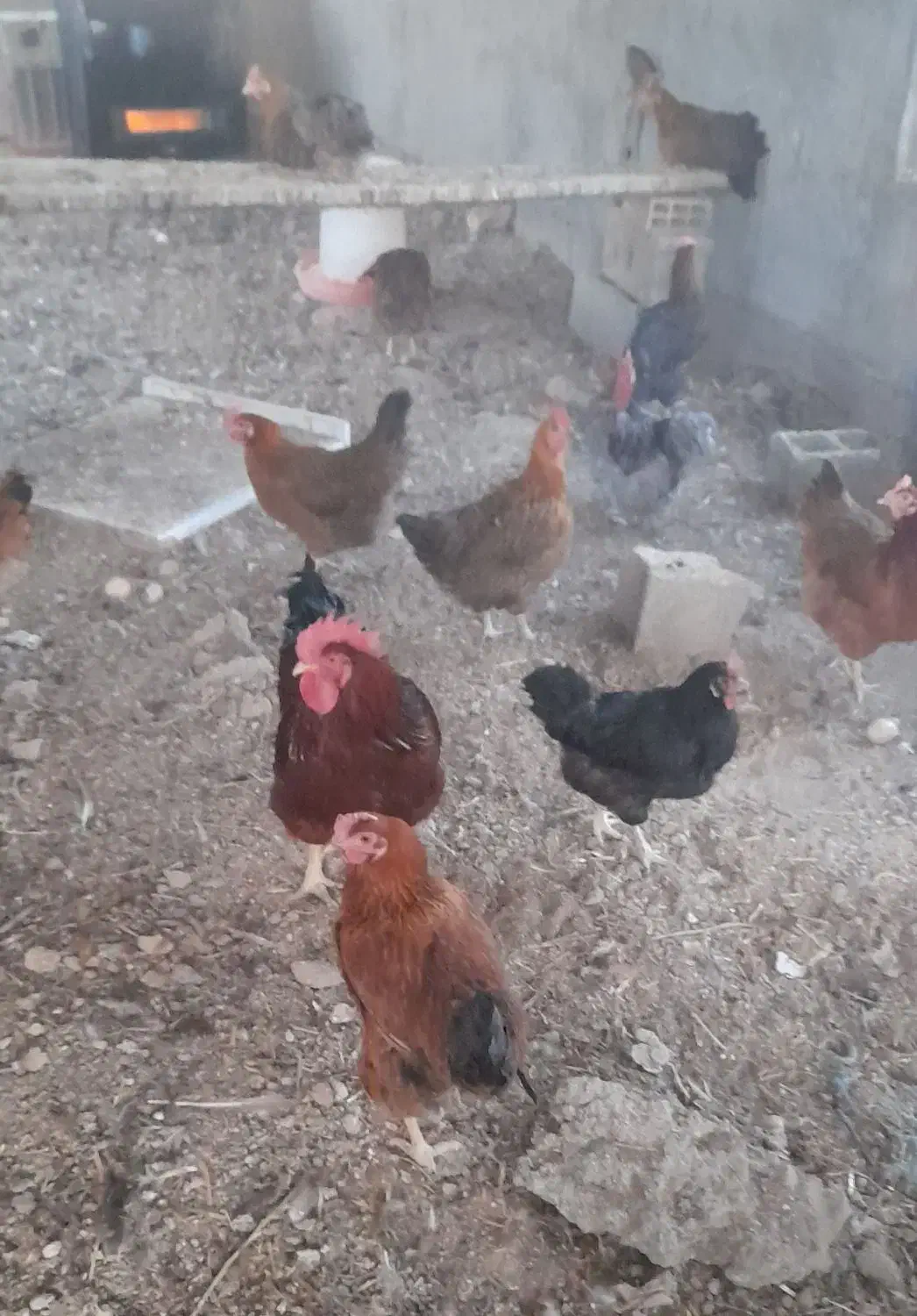 مرغ رسمی تخمگذار|حیوانات مزرعه|مشکین‌دشت, |دیوار