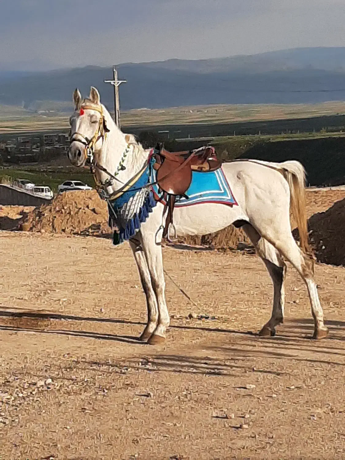 فروش دو راس اسب|اسب و تجهیزات اسبسواری|درودزن, |دیوار