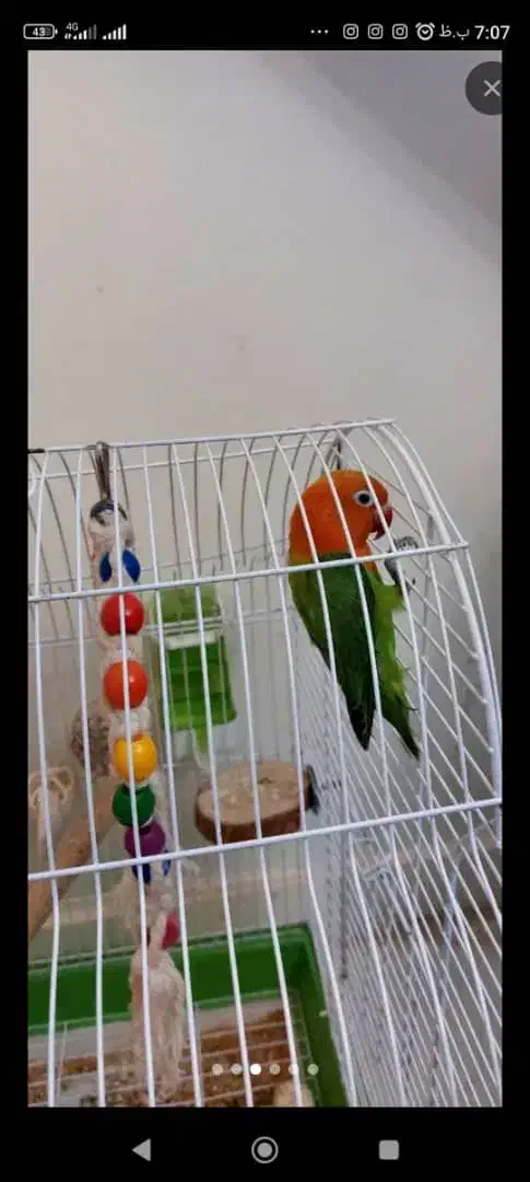 برزیلی ماده|پرنده|تهران, امام زاده حسن|دیوار