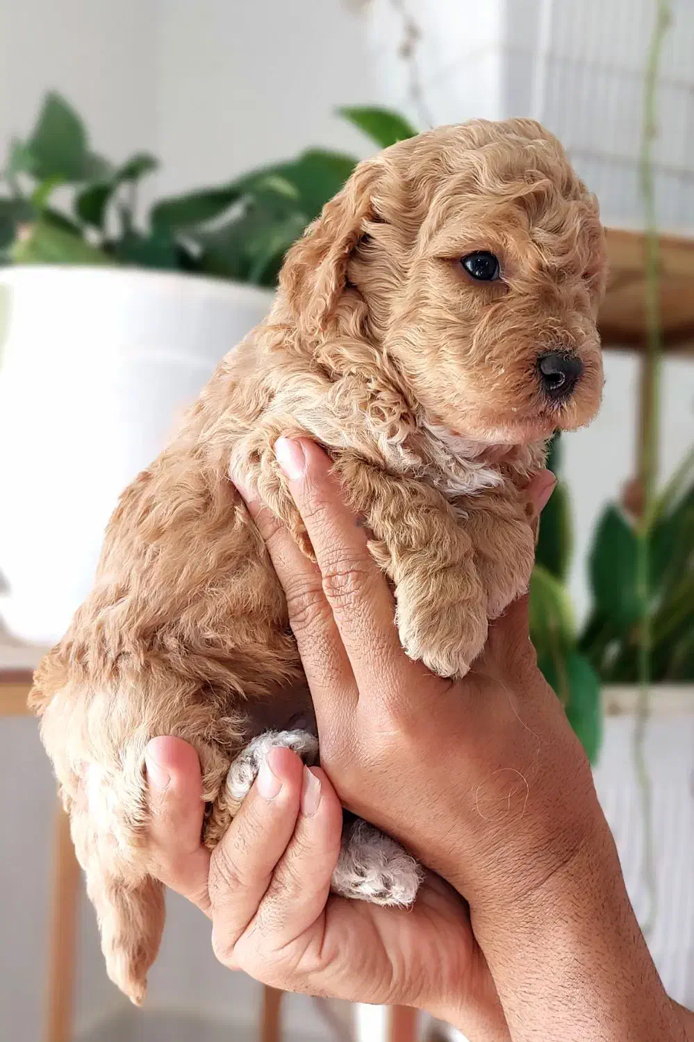 سگ های خانگی. دارای گواهی سلامت|سگ|شیراز, جانبازان|دیوار