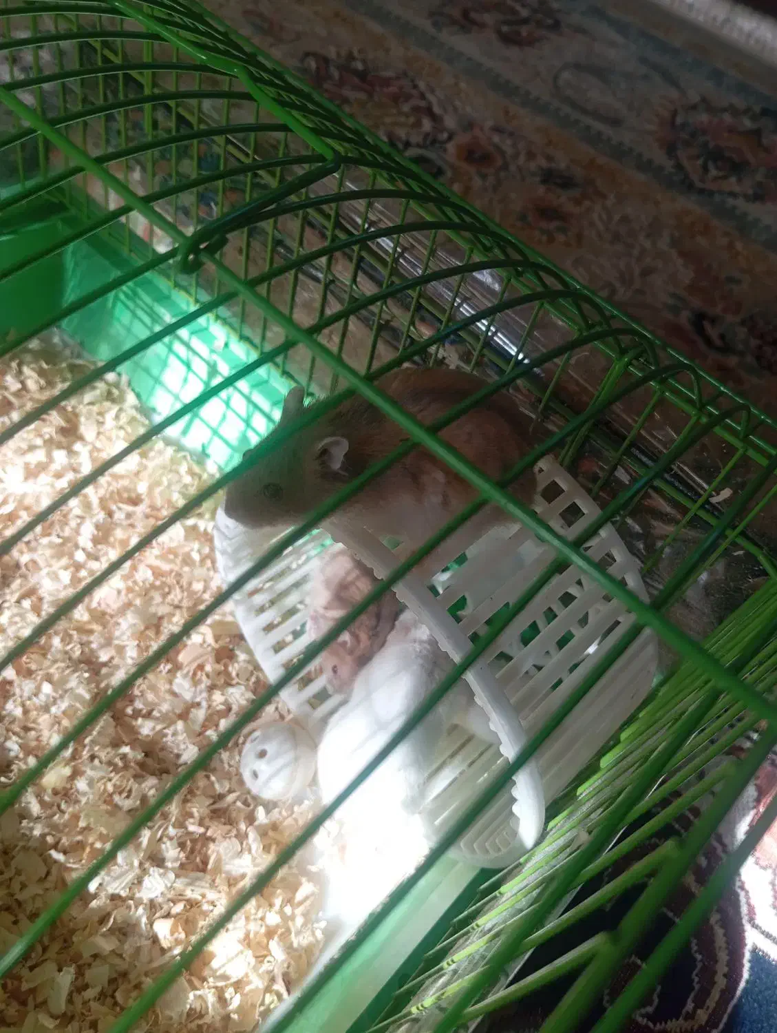 بچه همستر|موش و خرگوش|قزوین, |دیوار