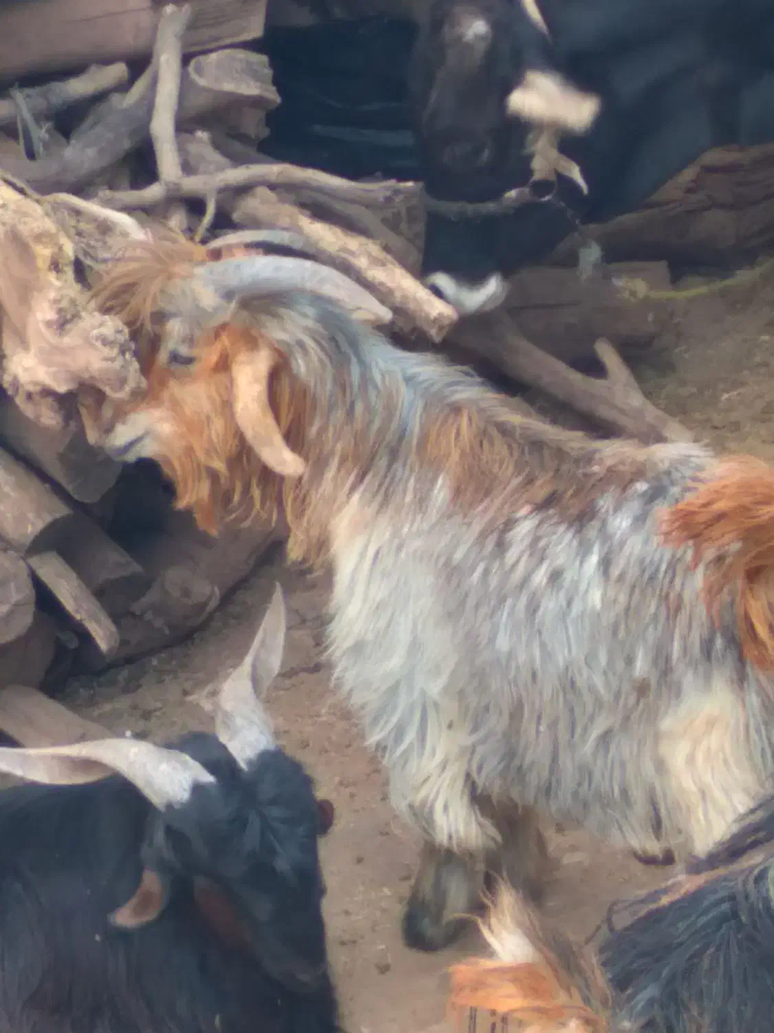 تیشتر ترکی|حیوانات مزرعه|شهرکرد, |دیوار