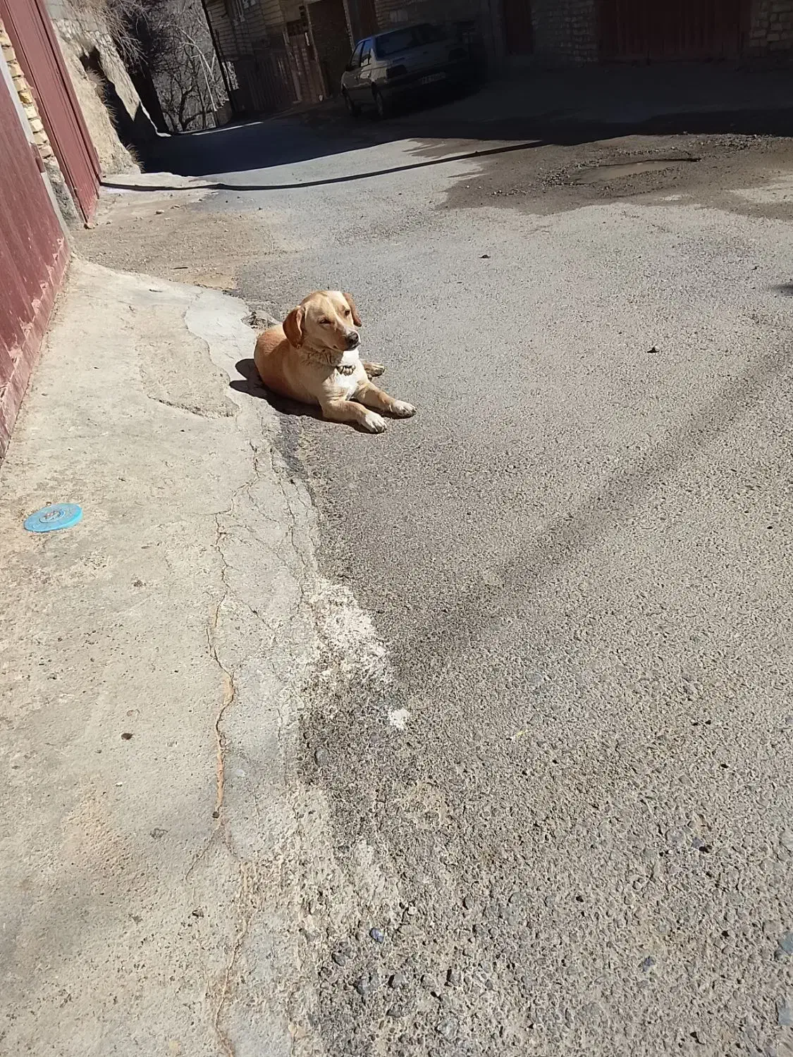 سگ پاکوتاه|سگ|یزد, |دیوار