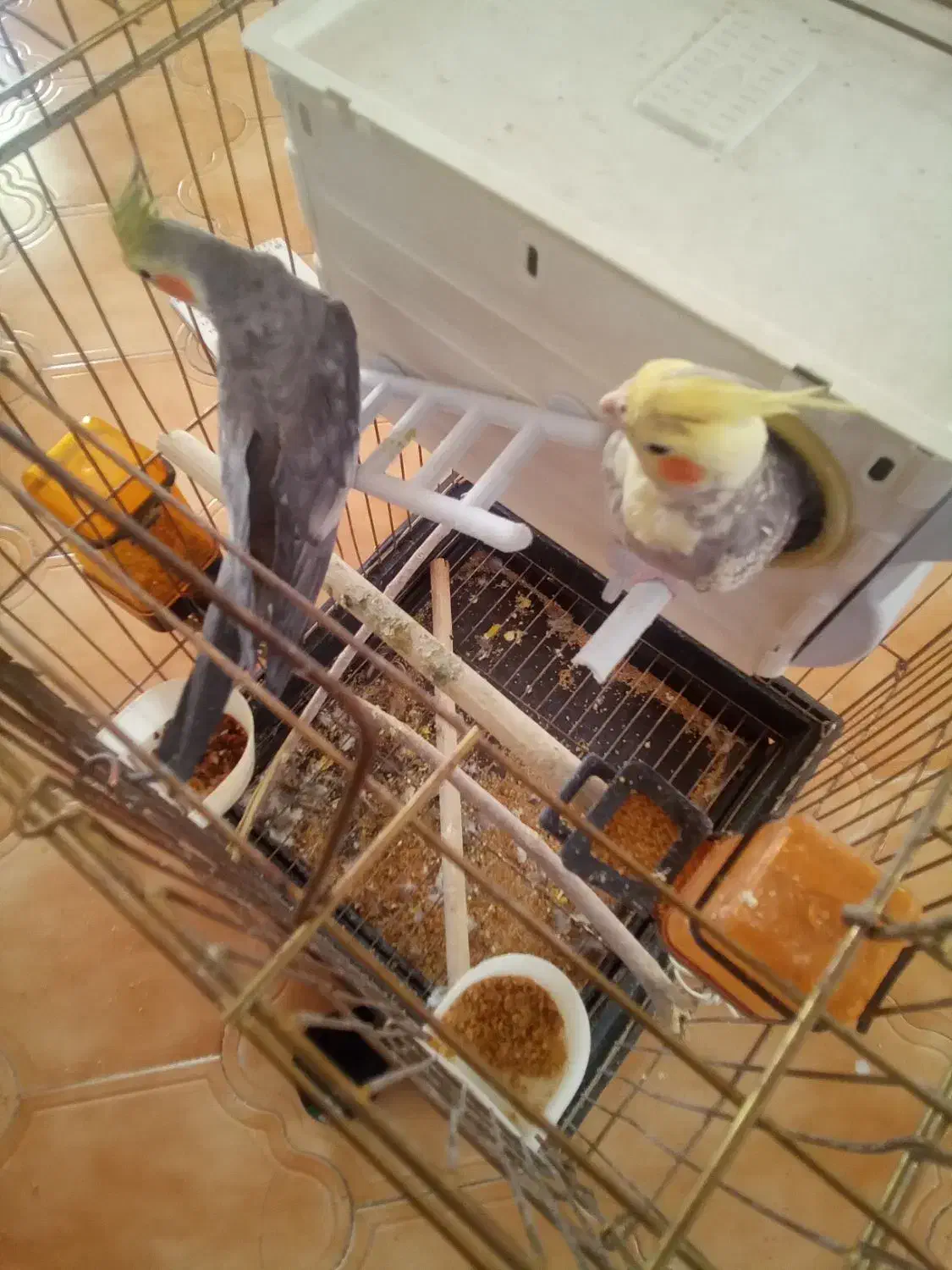 عروس هلندی|پرنده|تهران, مختاری|دیوار