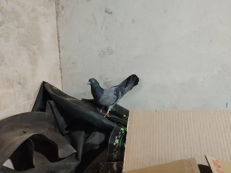 کبوتر پرشی|پرنده|خمینیشهر, |دیوار