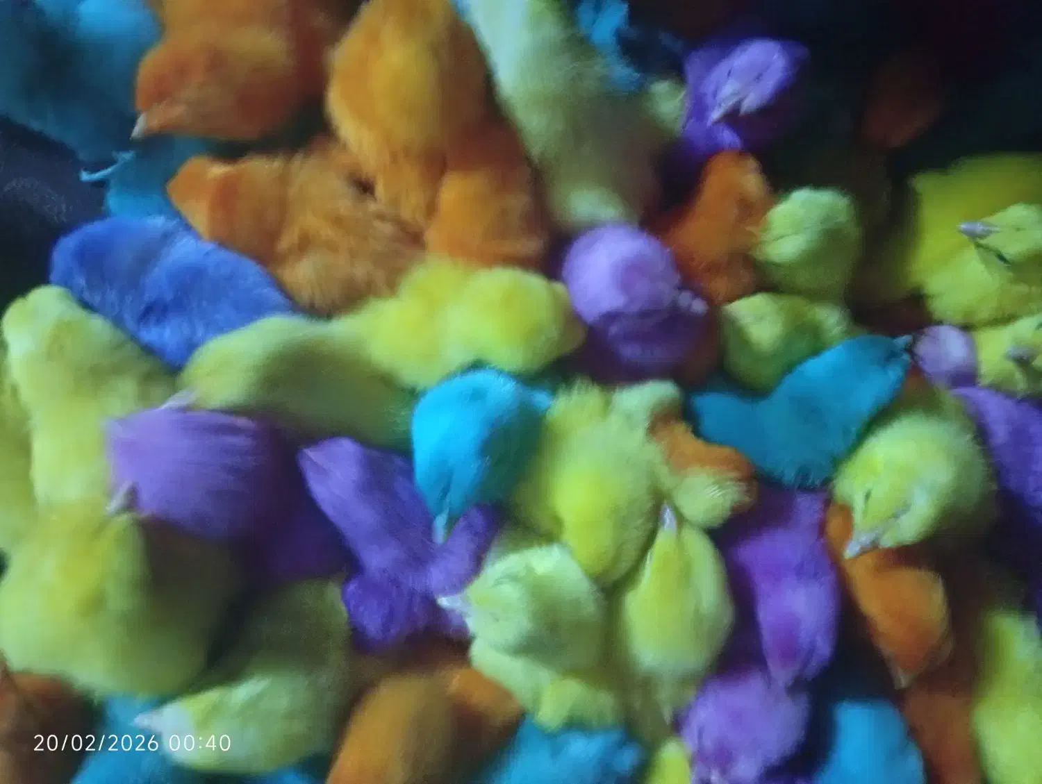 جوجه رنگی فقط 25|حیوانات مزرعه|زرندیه, |دیوار