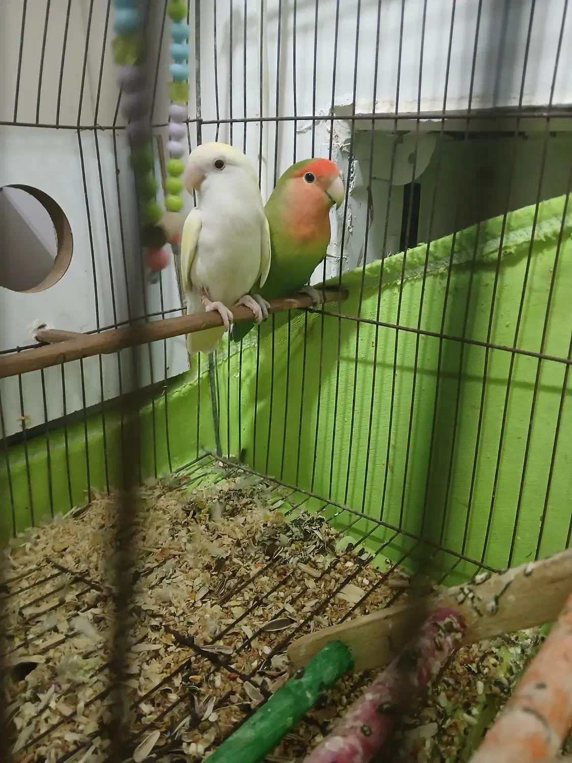 طوطی برزیلی|پرنده|شوش, |دیوار