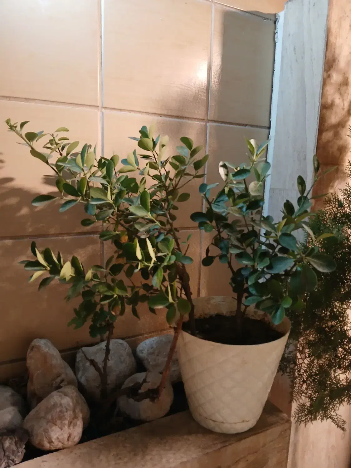 گل شمشاد|گل و گیاه طبیعی|مشهد, سجاد شهر|دیوار